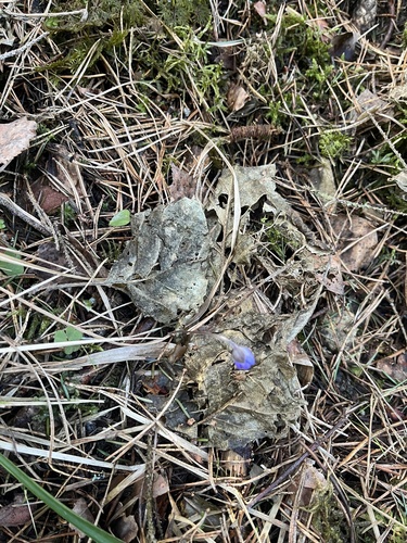 Round-Lobe Hepatica (Hepatica nobilis)