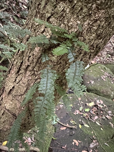 hairy climbing fishbone fern (Arthropteris beckleri)