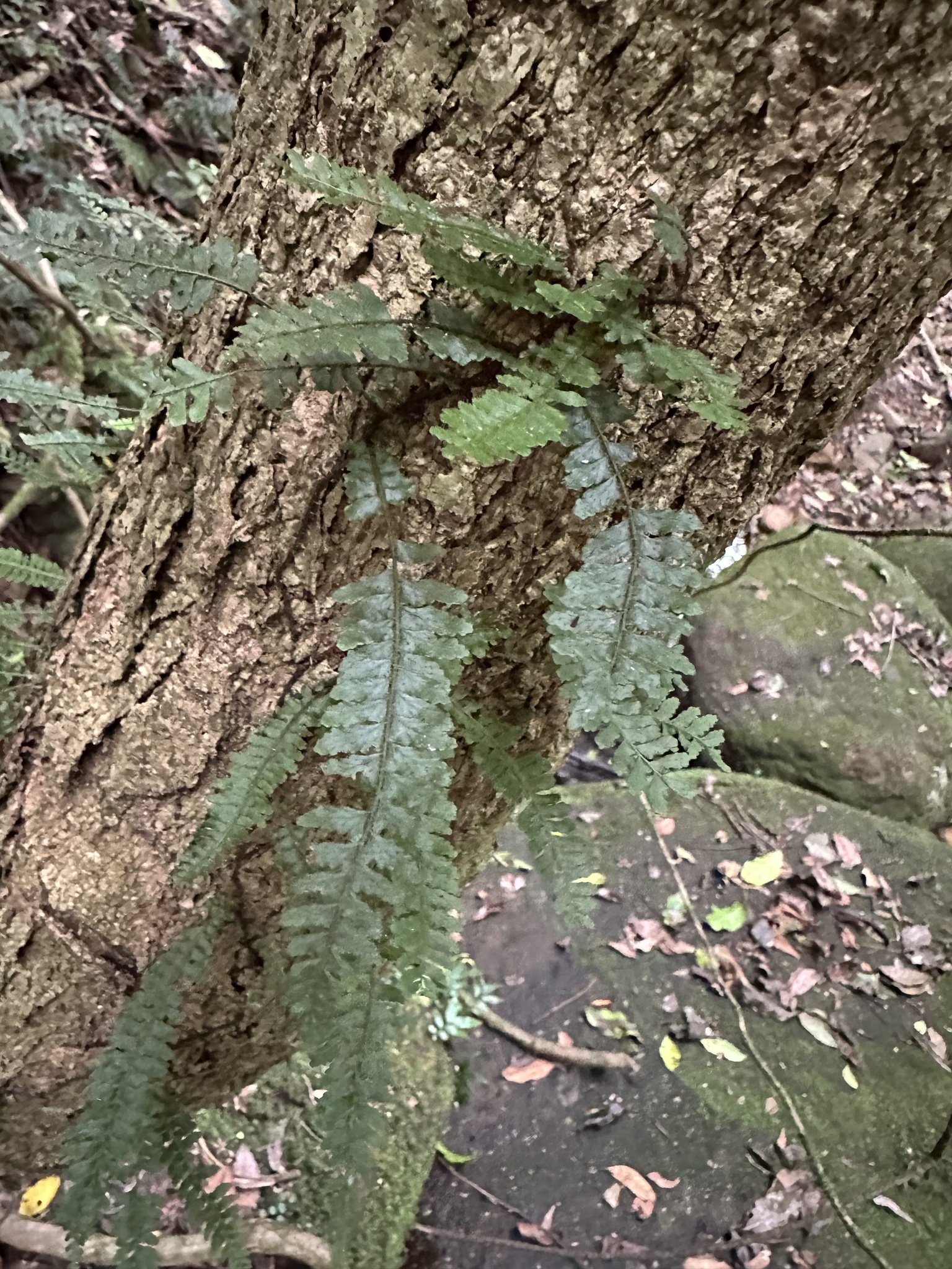 Hairy Climbing Fishbone Fern (Arthropteris beckleri)