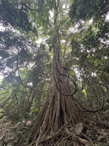Ficus obliqua