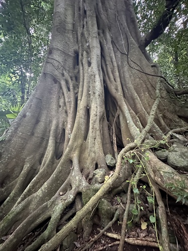 Ficus obliqua, photograph 2