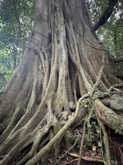 Ficus obliqua, photograph (c) prossington, some rights reserved (CC BY)