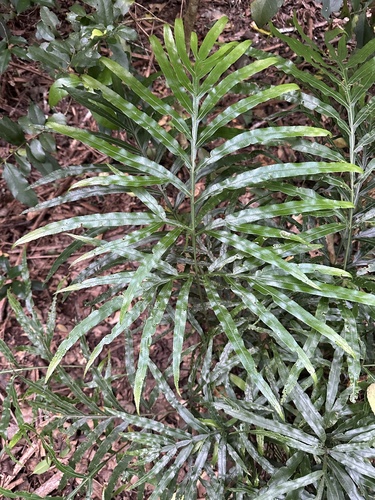 jungle brake (Pteris umbrosa)