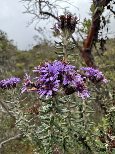 Linochilus phylicoides, photograph 3