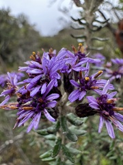 Linochilus phylicoides, photograph (c) Nicolás Baresch Uribe, some rights reserved (CC BY)