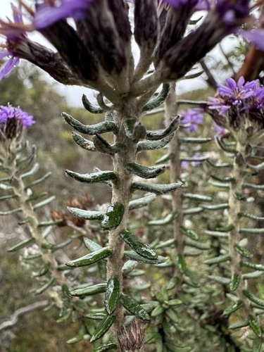 Linochilus phylicoides