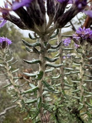 Linochilus phylicoides