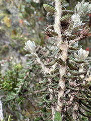 Linochilus phylicoides, photograph (c) Nicolás Baresch Uribe, some rights reserved (CC BY)