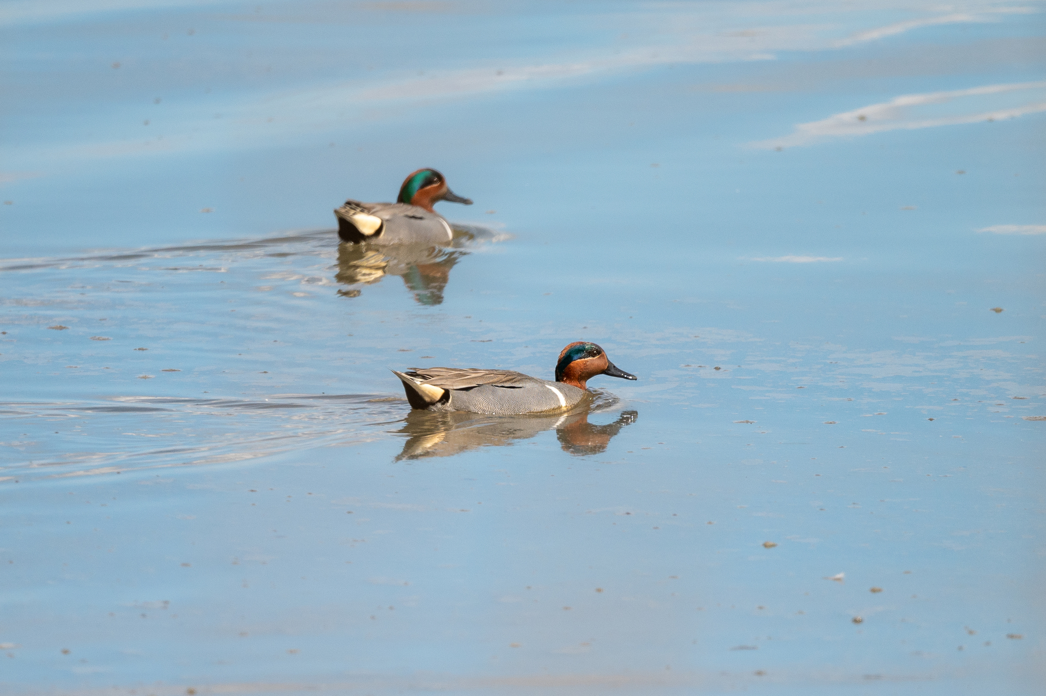 Green-winged Teal