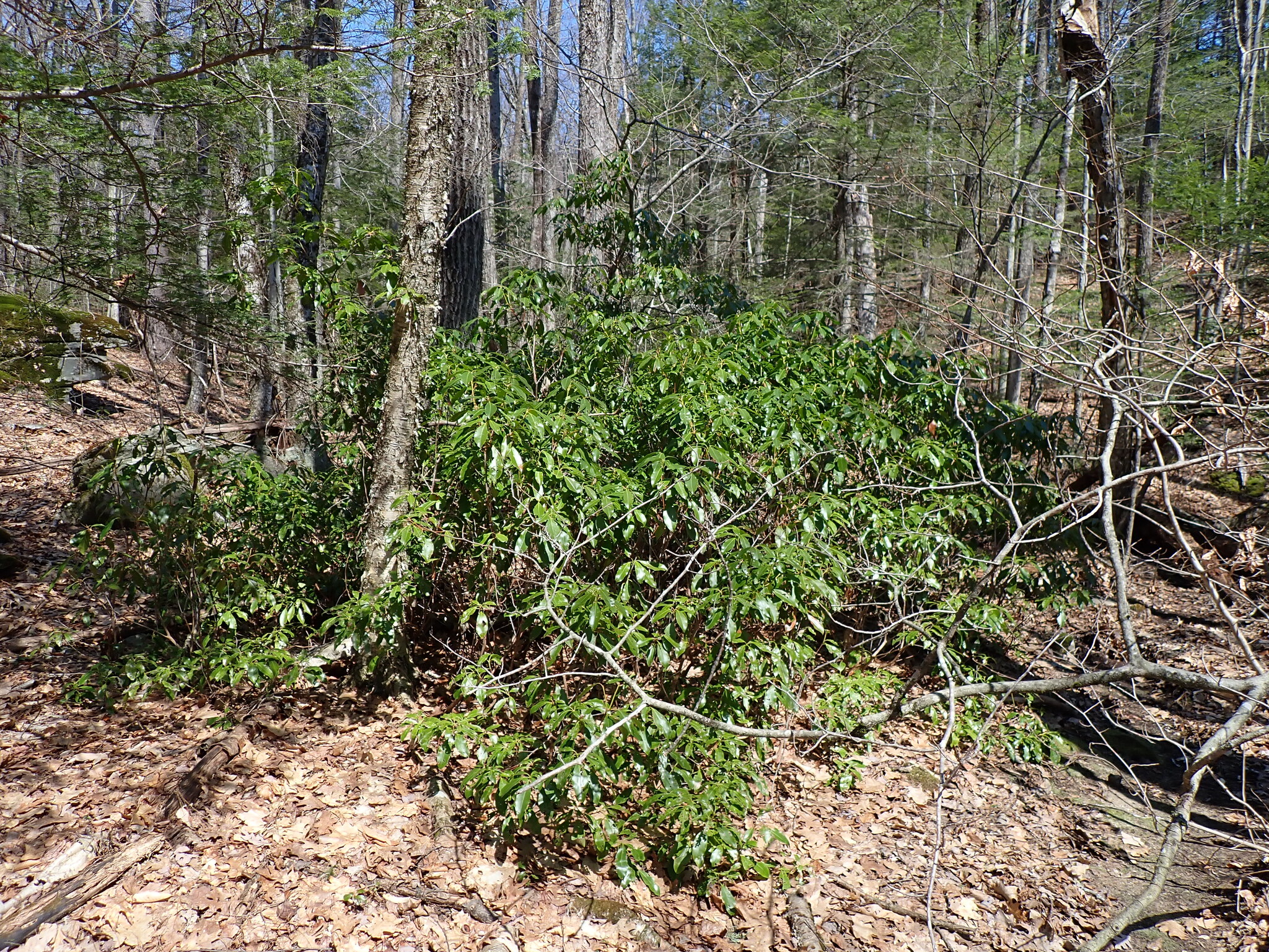Mountain Laurel (Kalmia latifolia)