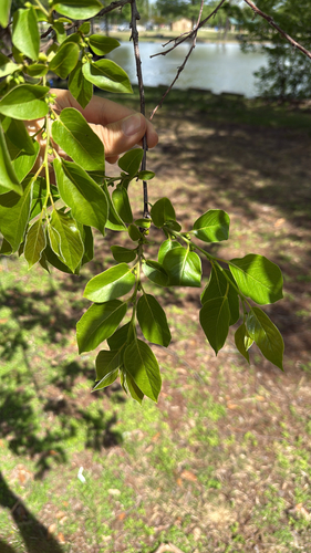 American persimmon (Diospyros virginiana)