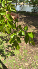 Le Plaqueminier De Virginie (Diospyros virginiana)