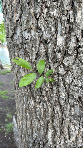 Cedar Elm (Ulmus crassifolia)