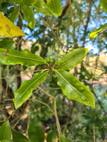 Lemonwood (Pittosporum eugenioides)