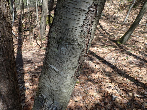 sweet birch (Betula lenta)