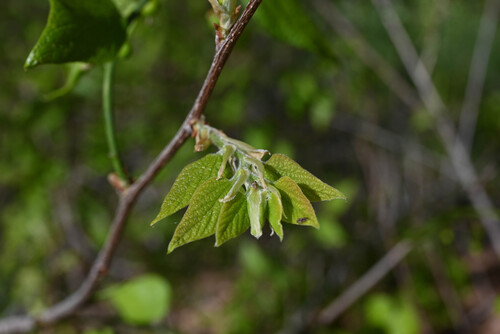 netleaf hackberry (Celtis reticulata)