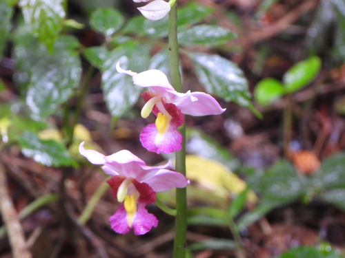 Calanthe humblotii, photograph 2