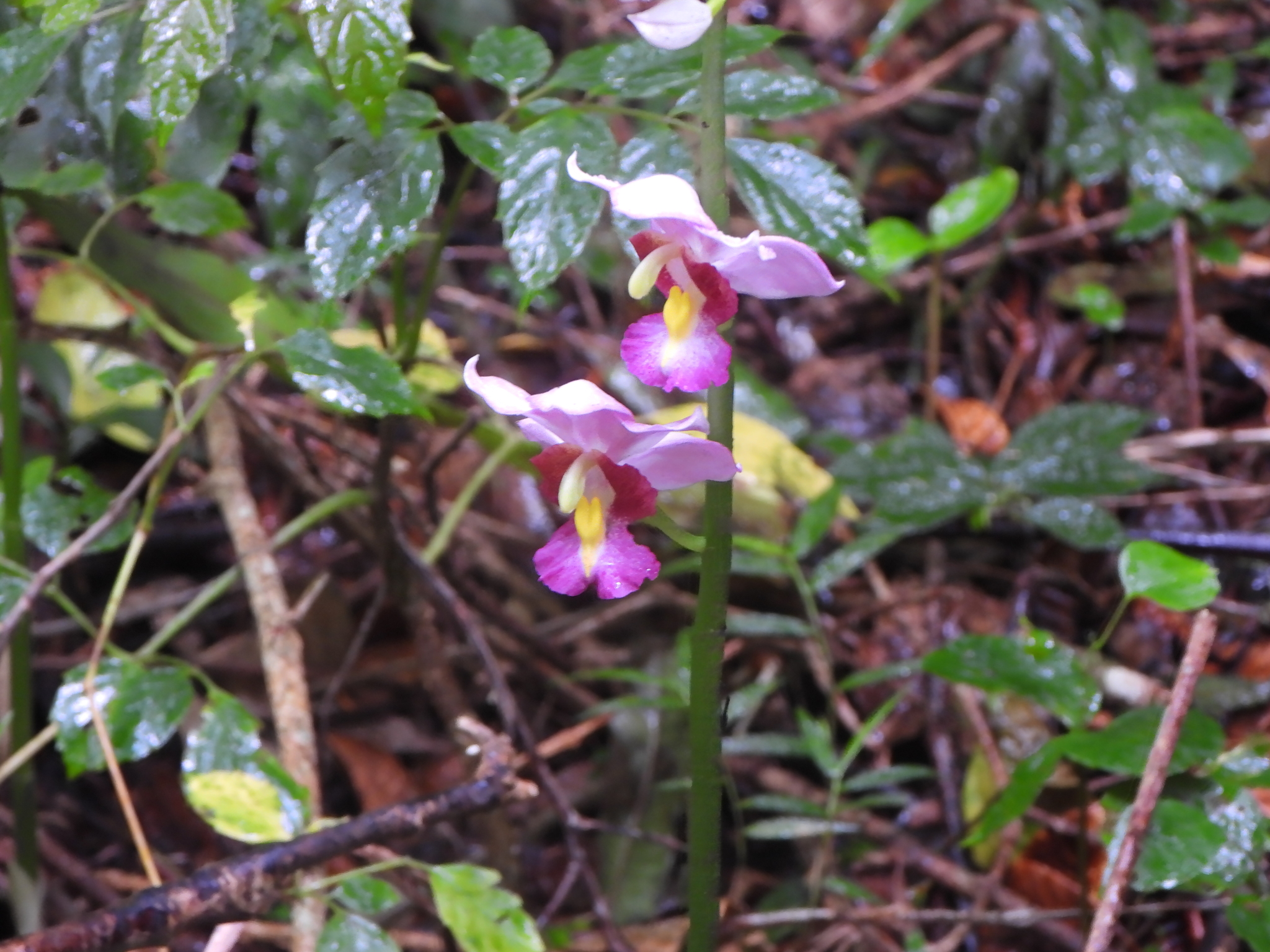 Calanthe humblotii