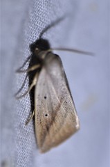 Amolita obliqua