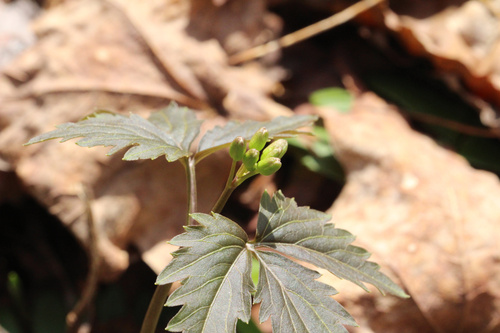 Two-leaved Toothwort (Cardamine diphylla)