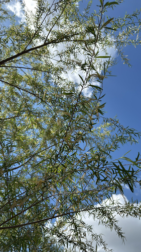 Black Willow (Salix nigra)