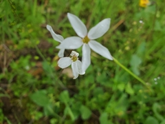 Lithophragma heterophyllum