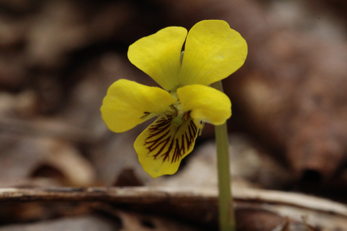 Round-leaved Violet (Viola rotundifolia)