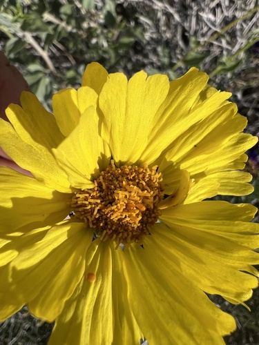 Acton's Brittlebush (Encelia actoni)