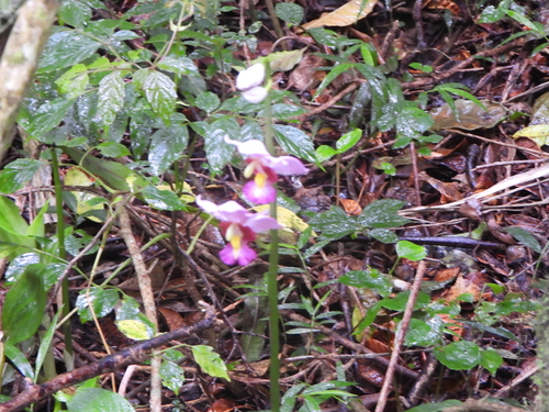 Calanthe humblotii, photograph 1