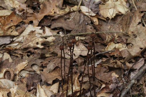 Ghost Pipe (Monotropa uniflora)