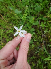 Lithophragma heterophyllum