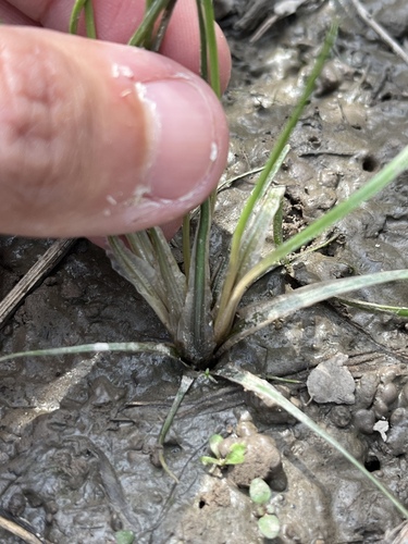 Isoetes melanopoda, 2026-04-10