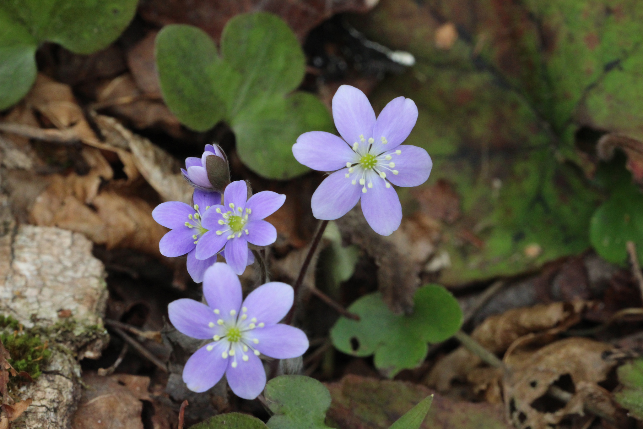 Round-Lobed Hepatica (Hepatica americana)