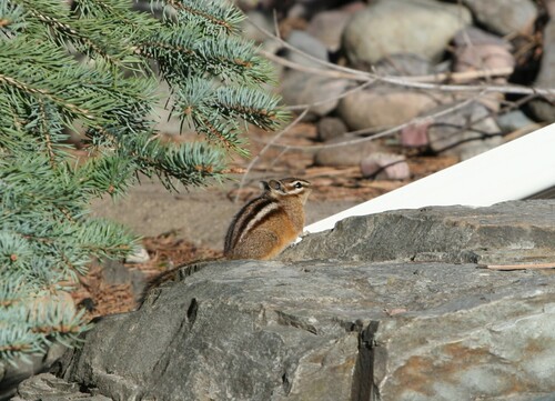 Yellow-pine Chipmunk observed by mtnchickadee