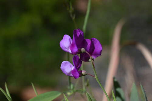 Zion sweetpea (Lathyrus brachycalyx)