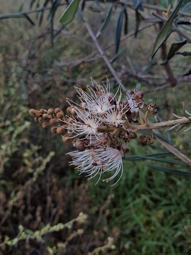 Morisonia longifolia (Morisonia longifolia)