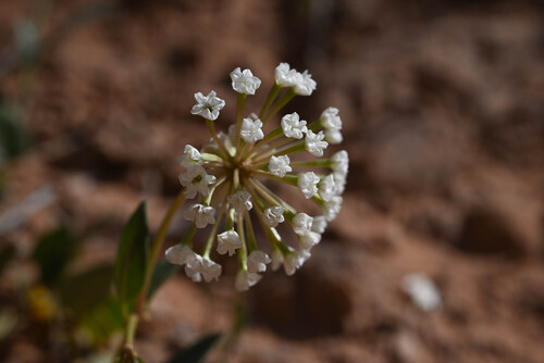 Great Basin Sand Verbena (Abronia elliptica)
