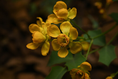 Fremont barberry (Berberis fremontii)