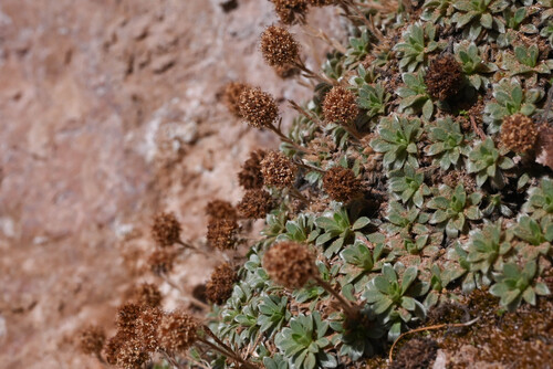 mat rock spiraea (Petrophytum caespitosum)
