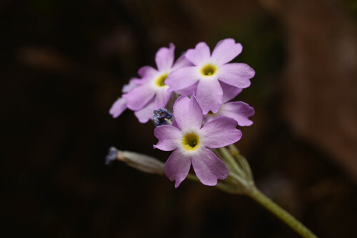 Primula specuicola, photograph 4