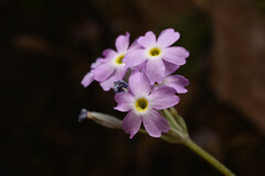 Primula specuicola, photograph (c) Anders Hastings, some rights reserved (CC BY)