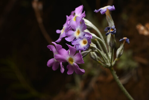 Primula specuicola, photograph 5