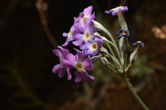 Primula specuicola, photograph (c) Anders Hastings, some rights reserved (CC BY)