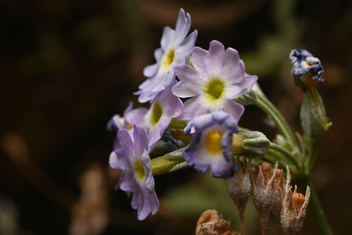 Primula specuicola, photograph 6