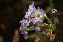 Primula specuicola, photograph (c) Anders Hastings, some rights reserved (CC BY)