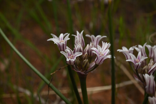 Largeflower onion (Allium macropetalum)