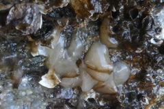 Onchidoris bilamellata