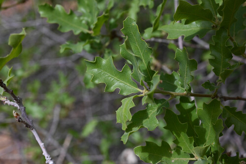 Tucker Oak (Quercus welshii)