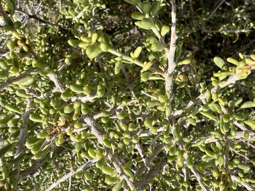 Anderson Thornbush (Lycium andersonii)