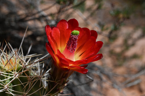 Mojave Kingcup Cactus (Echinocereus triglochidiatus)